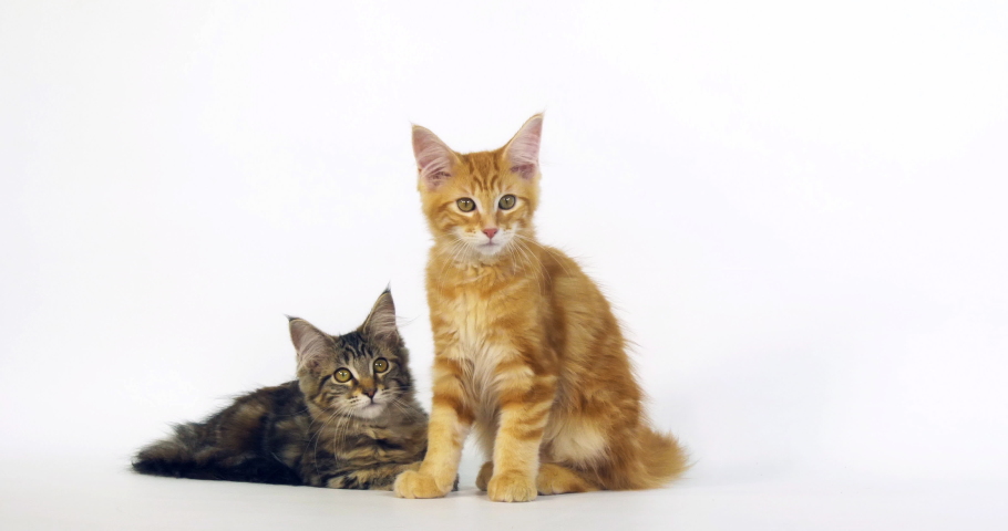 maine coon tabby kittens