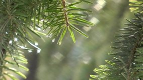Pine branch with water drops 