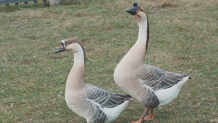 grey goose animal