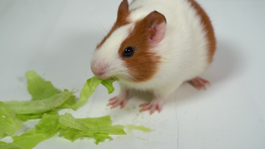 brown-guinea-pig-image-free-stock-photo-public-domain-photo-cc0