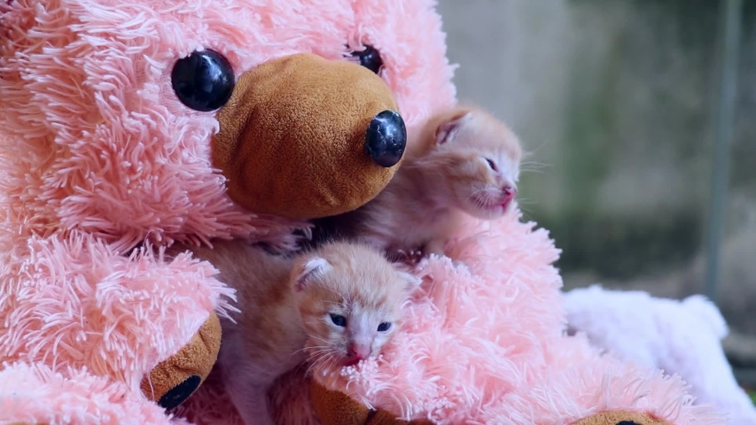 47 рез. по запросу "Teddy bears kittens" - стоковые видеоклипы в ...