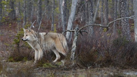 Eurasian wolf, also known as the gray or grey wolf also known as Timber wolf.  Scientific name: Canis lupus lupus. Natural habitat. Autumn forest.