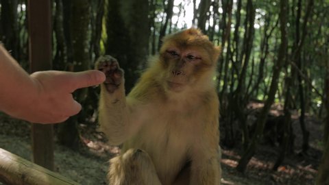 The hand feeds a monkey human man gives popcorn to wild magot macaque in forest
