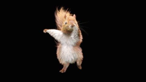 squirrel Dance CG fur 3d rendering animal realistic CGI VFX Animation Loop  composition 3d mapping cartoon, with Alpha Channel
