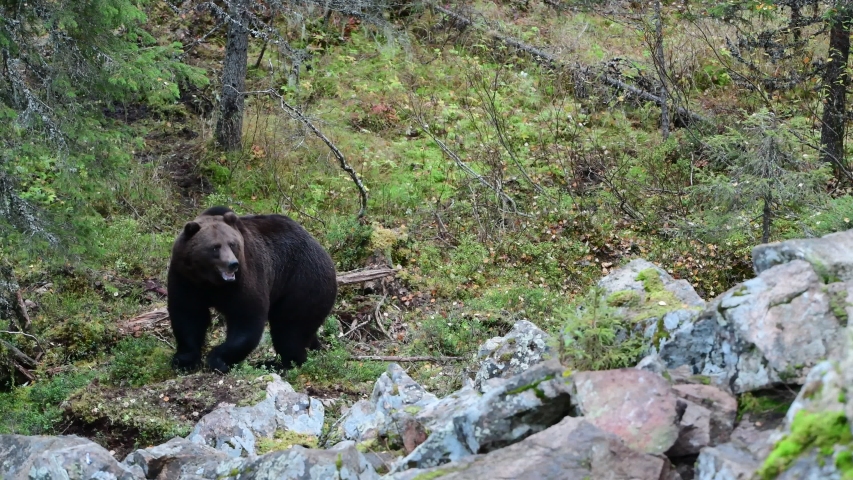 Bear climbs the rocks. Brown bear in the autumn forest. Scientific name: Ursus Arctos.  Natural habitat. 