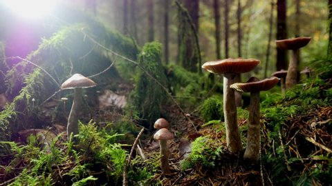 Low angle pan right of different mushroom in moss, nature landscape