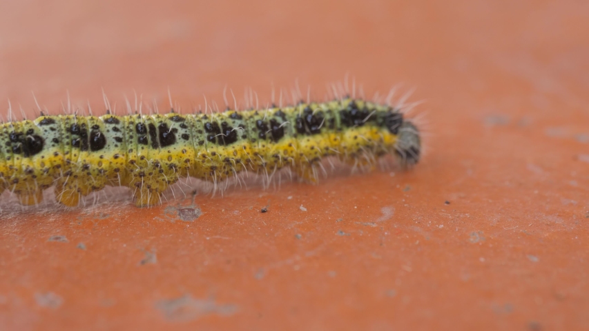 Yellow Caterpillar Crawling Macro Shot の動画素材 ロイヤリティフリー Shutterstock