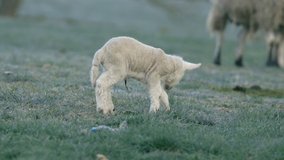 PART 3 Multi clip Sheep and new born lambs in the frosty early spring North Yorkshire Moors