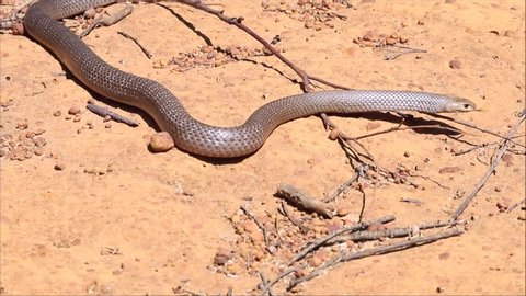 Highly venomous Eastern Brown Snake  