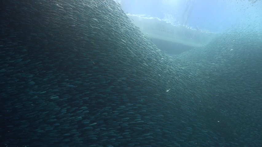 Sardine run Moalboal. Camera from below  | Shutterstock HD Video #1041949615
