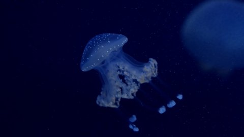 Jellyfish in the deep blue ocean with bright illuminance