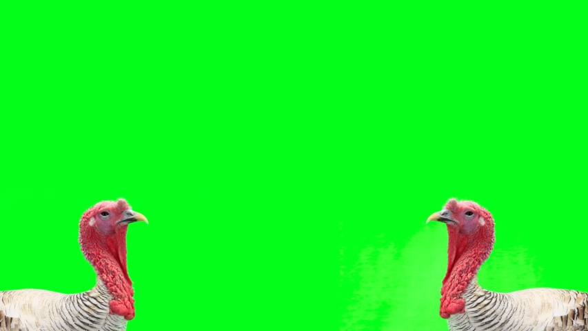 Two turkeys are talking on a green screen.
