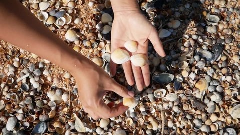 close up of womans hands collecting shells on the sea beach.