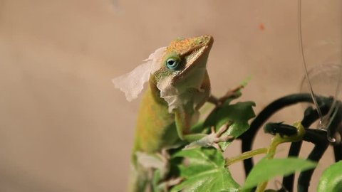 Lizard eating his shedding skin