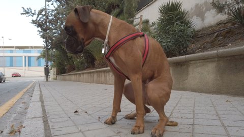 Boxer dog pooping in the street