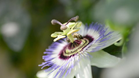 Close up footage of a Passiflora flower with a pollinating bee on it.