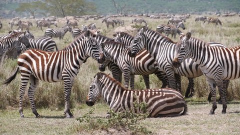 Zebras in front of the great Migration. Serengeti, Tanzania, Africa. stable footage in 4 K