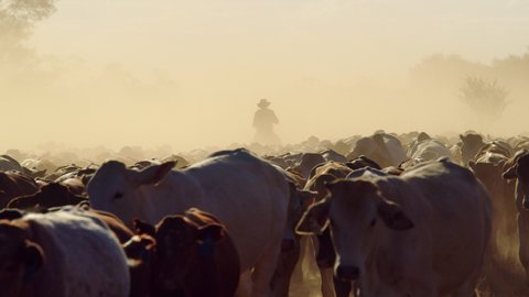 Australian cattle being moved by drovers in the Outback