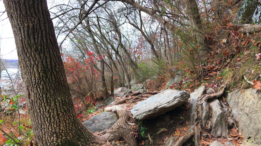 Parallax of a forest trail, dolly effect on a trail, Forest trail at Great Falls Virginia, National parks in Virginia. Potomac River form the Virginia side, Water falls on the Potomac River dam.