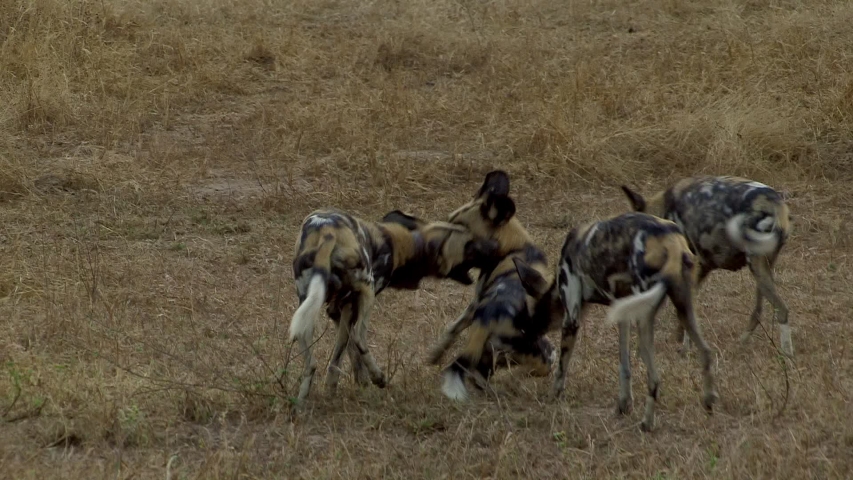 A pack of dangerous African wild dogs, or spotted dogs play fight in the bush.  The dogs are jumping and playfully biting each other.  One of the wild dogs is wearing a tracking collar.  