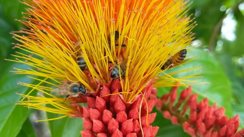 bumble bees collecting pollen froma flower