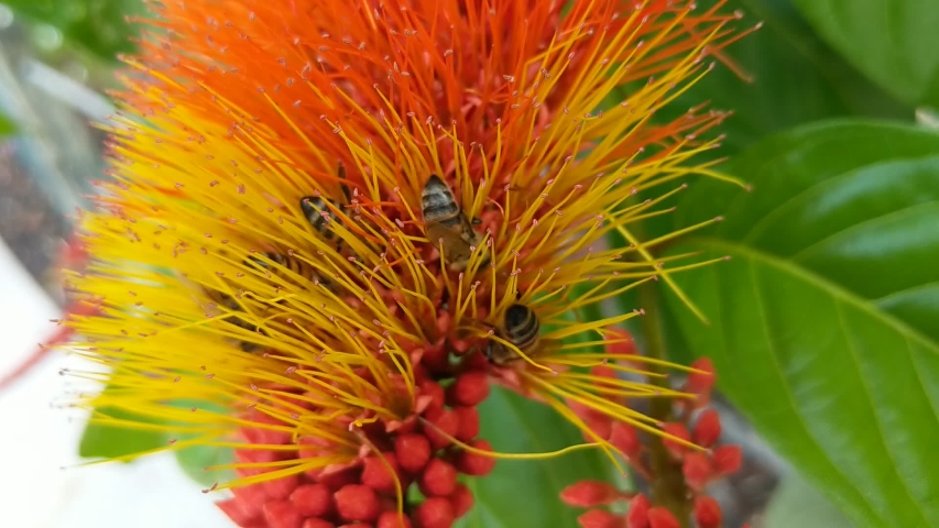 bumble bees collecting pollen froma flower