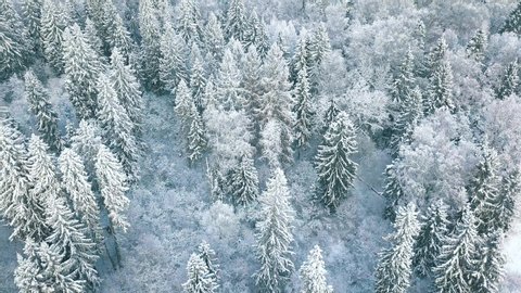 Aerial view of a frozen forest with snow covered trees at winter. Flight above winter forest in Finland, top view.