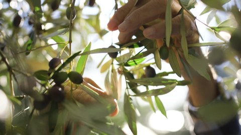 Close up of old hands harvesting picking up olives on a sunset, sun shining trough the leaves.