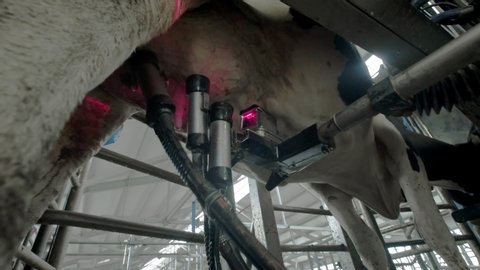 Automated process of a modern milking machine. The cows udder is scanned by a laser to milk milk. A lot of cows in a cow house. Agricultural industry.