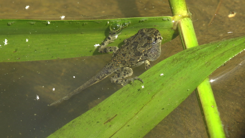 Frog Metamorphosis Stock Video Footage - 4K and HD Video Clips