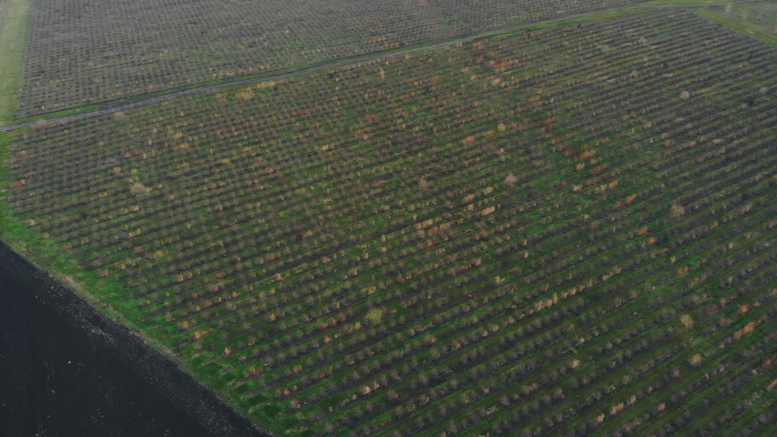 Orchard in the field Aerial