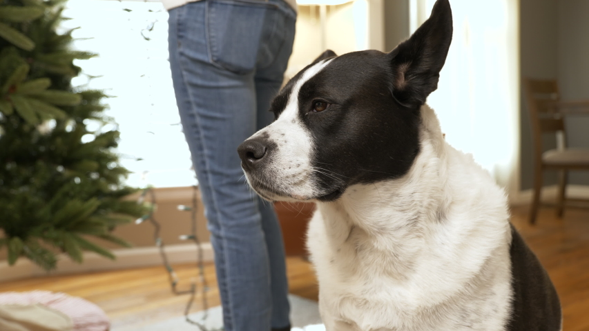 Dog helps with the holiday decorations