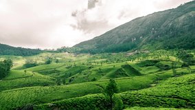 Munnar tea plantations at Kerala, India. 4K timelapse