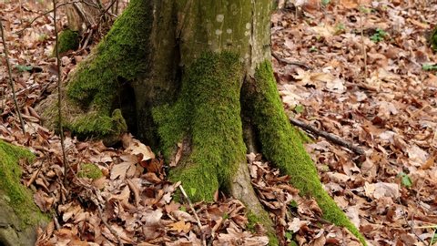 Aesthetic Forest Stock Video Footage 4k And Hd Video Clips Shutterstock