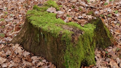 Aesthetic Forest Stock Video Footage 4k And Hd Video Clips Shutterstock
