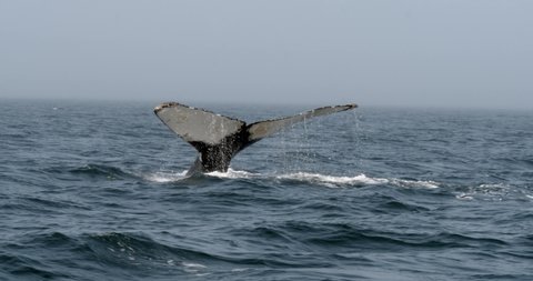 Humpback whale diving and showing off its tail