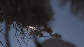 Slow motion video of sun moving past the tree branches on a cold day. Lens flare and streaks visible while sun is moving past the branches. 