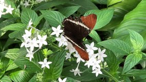 4K HD video top view, one brown black white butterfly, Siproeta epaphus, the rusty-tipped page or brown siproeta butterfly, drinking nectar from white jasmine flower clusters.

