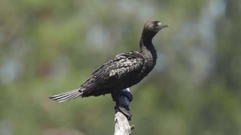 The great cormorant (Phalacrocorax carbo) perched on a brach overlooking a river.