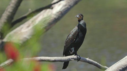 The great cormorant (Phalacrocorax carbo) perched on a brach overlooking a river.