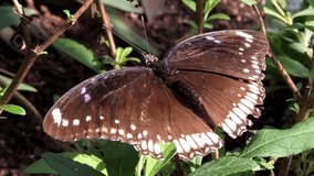 4K HD video zooming in blue white black butterfly, Female Hypolimnas bolina, great or common eggfly, on green leaves, resting.
