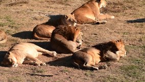 4k Video footage of Lions Pride hunting and resting during morning sunrise, Safari in National Park in Africa