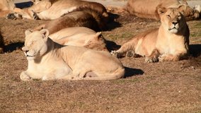 4k Video footage of Lions Pride hunting and resting during morning sunrise, Safari in National Park in Africa