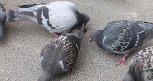 Large group of pigeon eating seeds on sidewalk, in Cluj Napoca, Romania