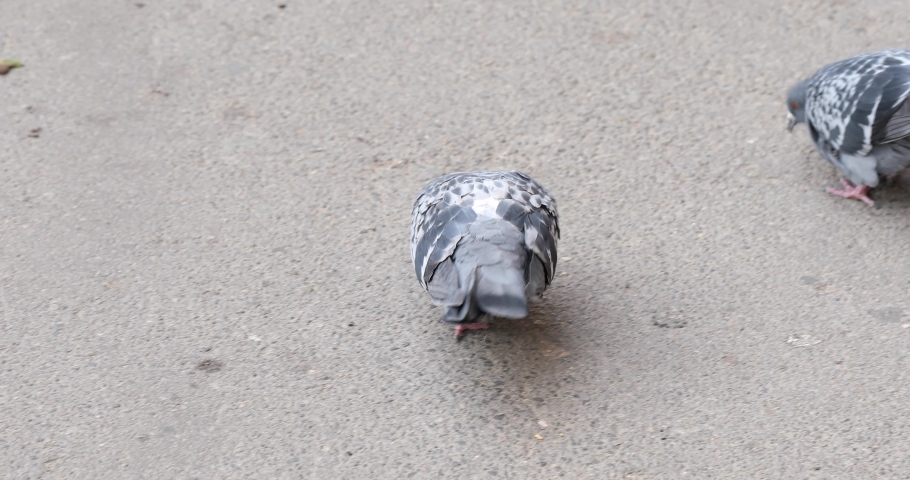 Large group of pigeon eating seeds on sidewalk, in Cluj Napoca, Romania