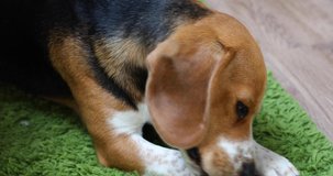 Cute beagle laying on a green carpet