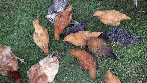 Hens on the poultry in a hungarian farm, top view, slow motion