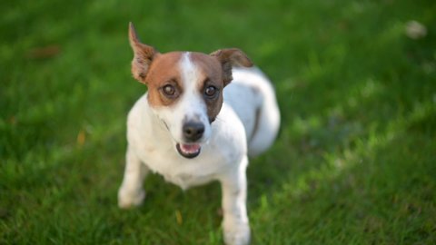 Playful Happy Pet Dog Puppy Running Stock Photo 1722827197 | Shutterstock