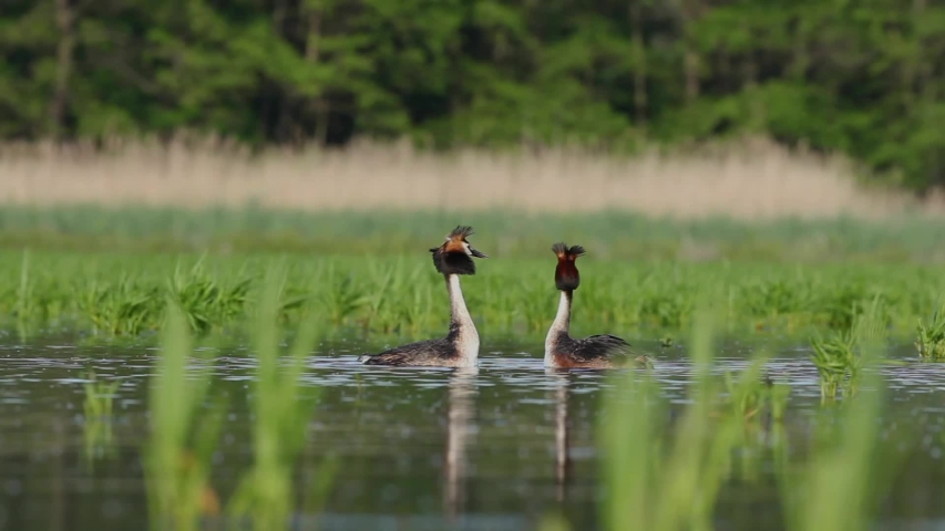 great crested grebe, podiceps cristatus, Czech nature