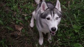 Video of Siberian Husky Dog